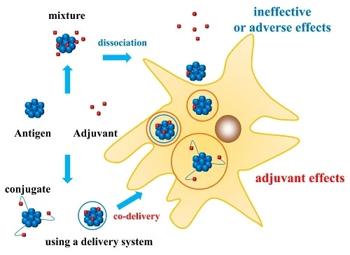 Adjuvant Selection for Intramuscular Vaccines: Key Considerations