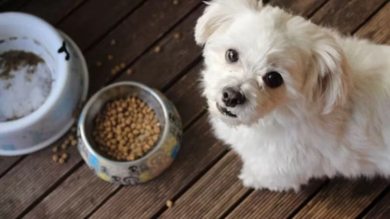 Pride Dog Food: A Nutritional Masterpiece for Your Beloved Canine Companion