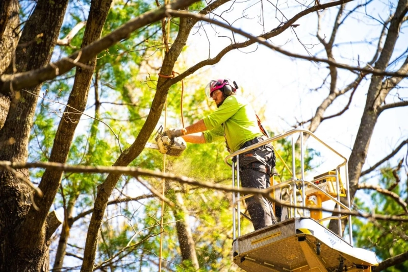 How a Tree Surgeon in Blackpool Keeps Your Trees Healthy