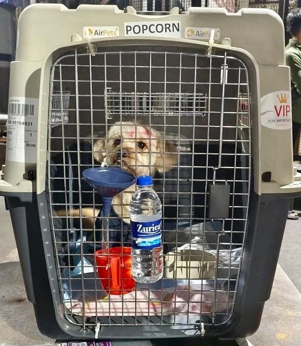 International Pet Transport Services