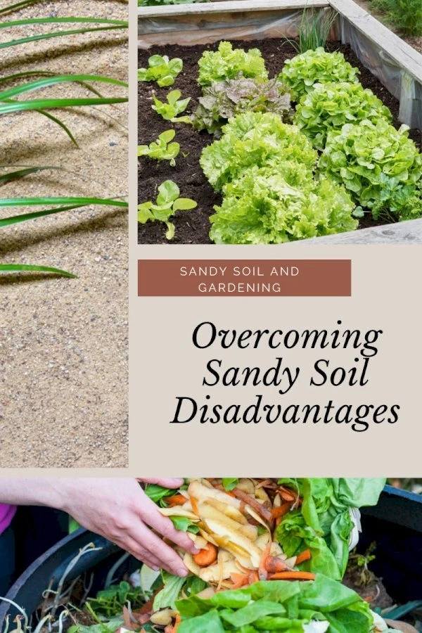 Sandy Soil And Gardening: Overcoming Sandy Soil Disadvantages