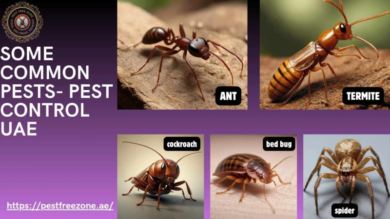 SOME COMMON PESTS - PEST CONTROL UAE