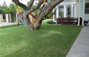 Summer And Winter Season Care Tips for Your New Lawns