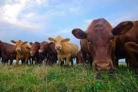 Is Buying Meat Online the Next eCommerce Boom?