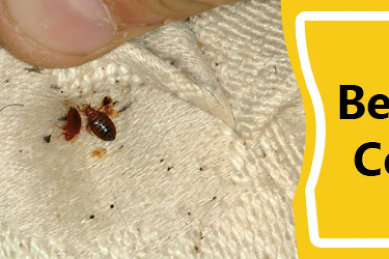 How Experts Can Help You Remove Bed Bugs From Your Business Property