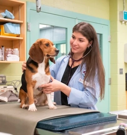 Understanding the Market for Veterinary Radiography Flat Panel Detectors: A Research Report
