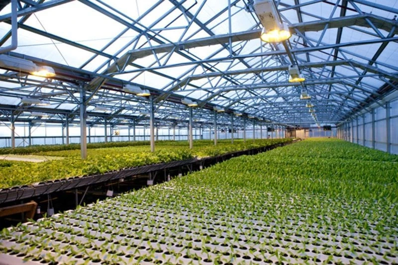 Commercial Greenhouses Market Overview, Size, Growth, Trends And Forecast 2023-2030