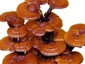 Công dụng nổi bật của nano linh chi nhiều người chưa biết