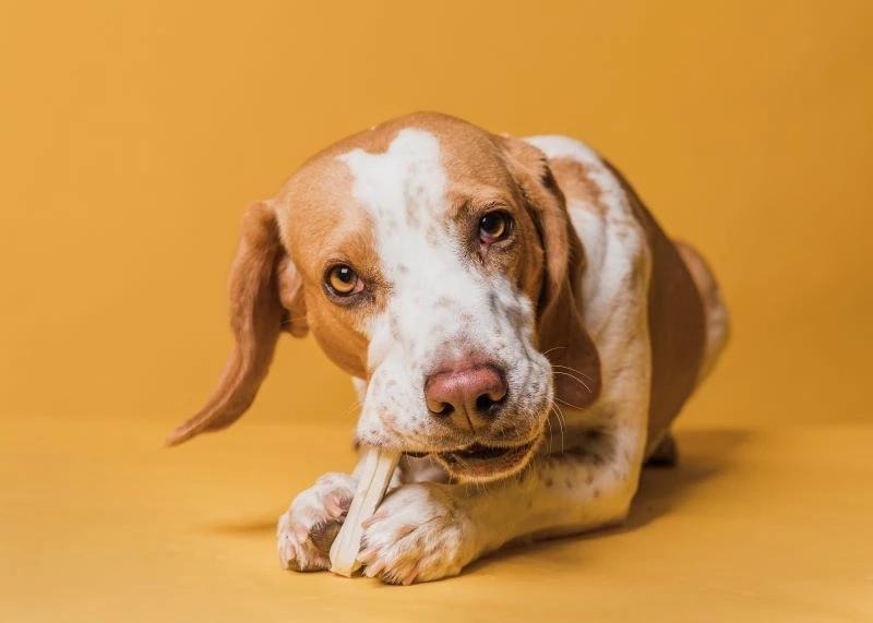 All You Need to Know About Ziwi Peak Dog Food and Ziwi Peak Cat Food