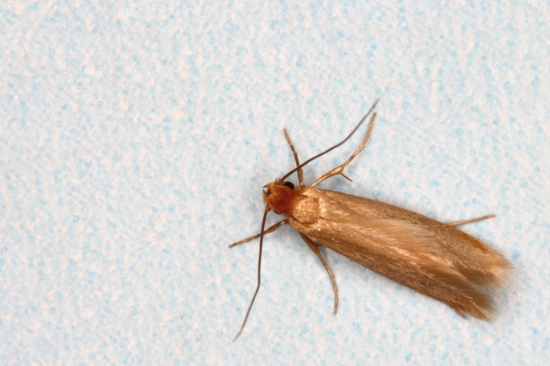 Information about Moth Larvae and Carpet Moth