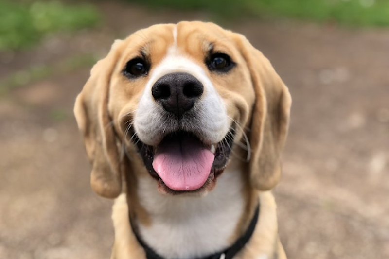 Top-Rated Kidney Diets for Dogs: Improving Your Pet's Health