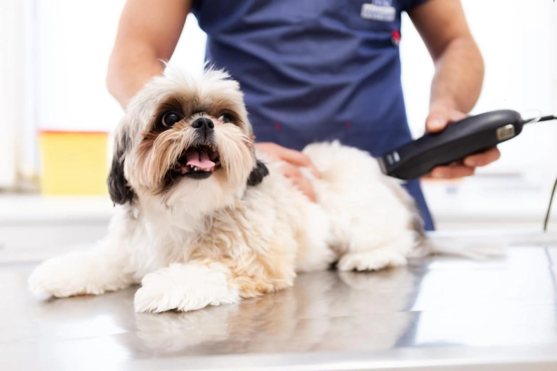 Grooming Your Dog Courses - How You Can Groom Your Pet In Your Own Home