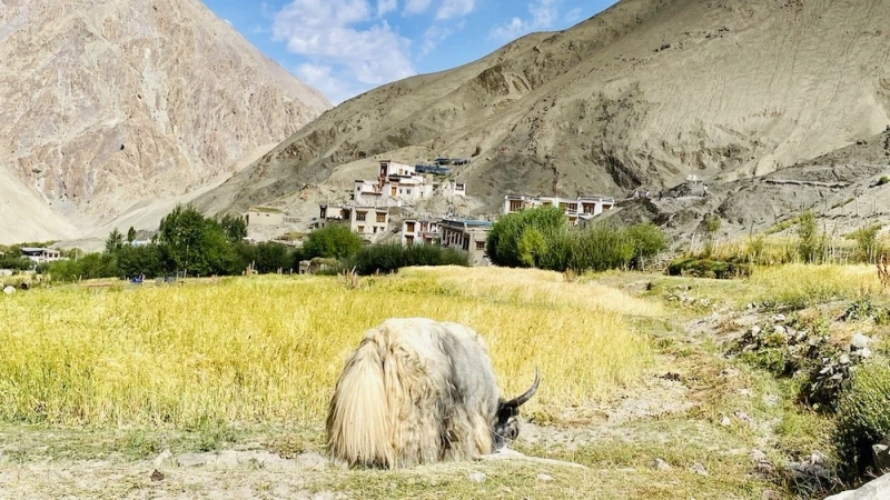 Experience the Beauty of the Spituk To Stok Trek