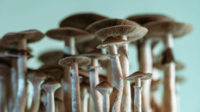 PSILOCYBE CUBENSIS Mushrooms Uses