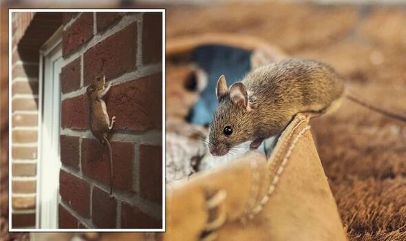 How to Prevent Mice from Entering your Basement