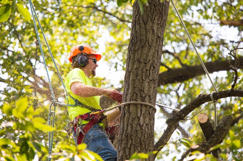 Safety Measures to Follow During Tree Trimming Service