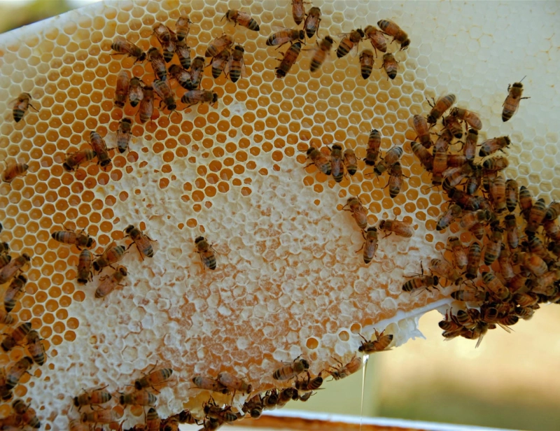 Benefits Of Extracting Organic Farm Honey