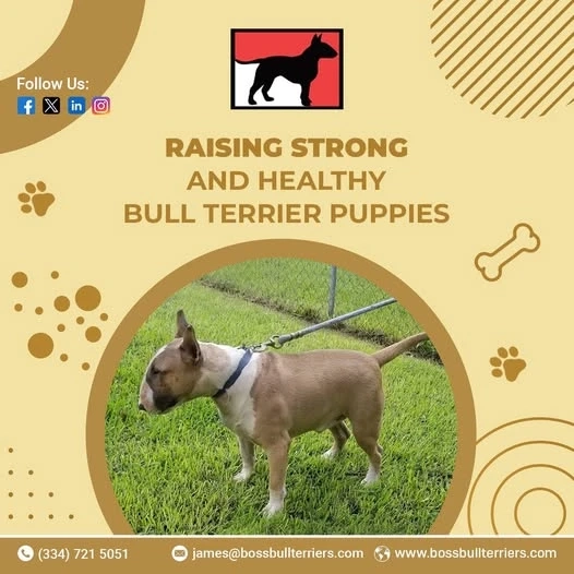Your Trusted Source for Bull Terrier Puppies: Boss Bull Terriers