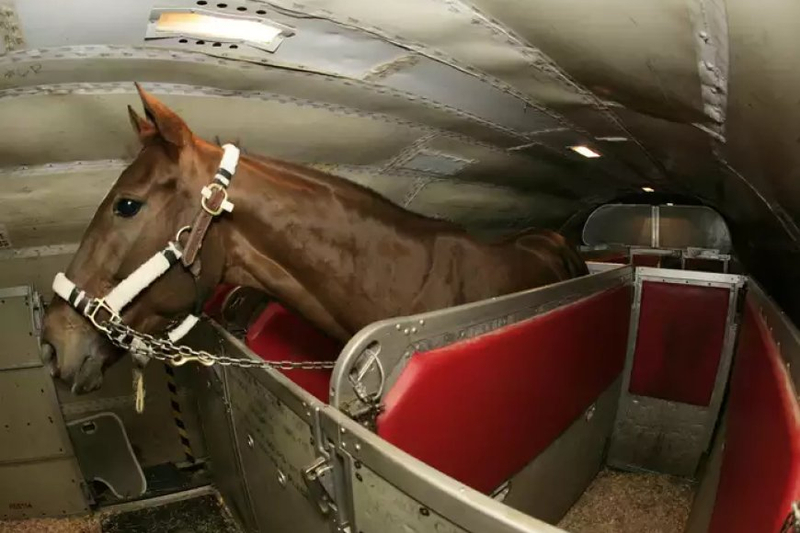 The Ultimate Guide to Specialized Equine Transportation: Rocking Y Ranch Leading the Way in Horse Trailering