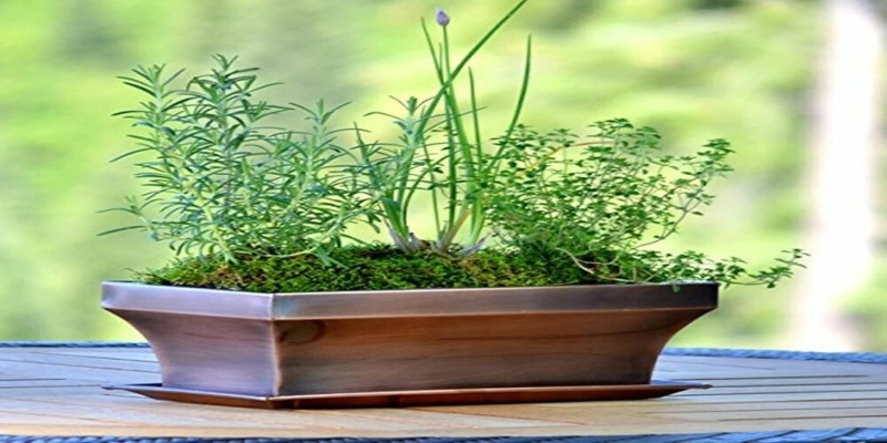 Where Should I Place My Window Sill Planters?