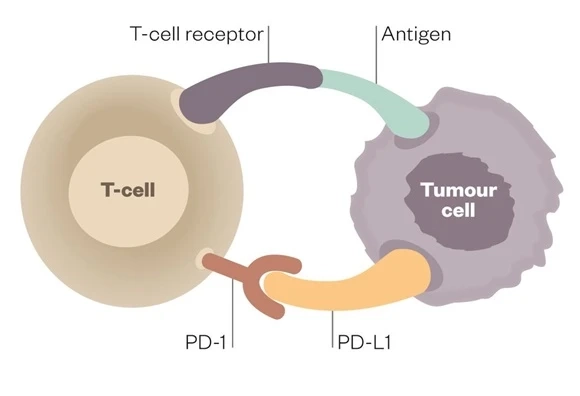 PD-1 and PDL-1 Inhibitors are proving to be extremely effective in anticancer drugs as the first lin