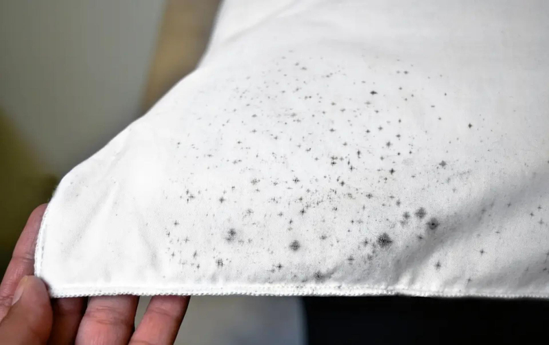 How to Remove Mold from Clothes Quickly and Effectively