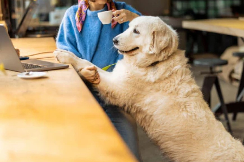 Thoughtful Pet Loss Sympathy Gifts to Honor Beloved Companions