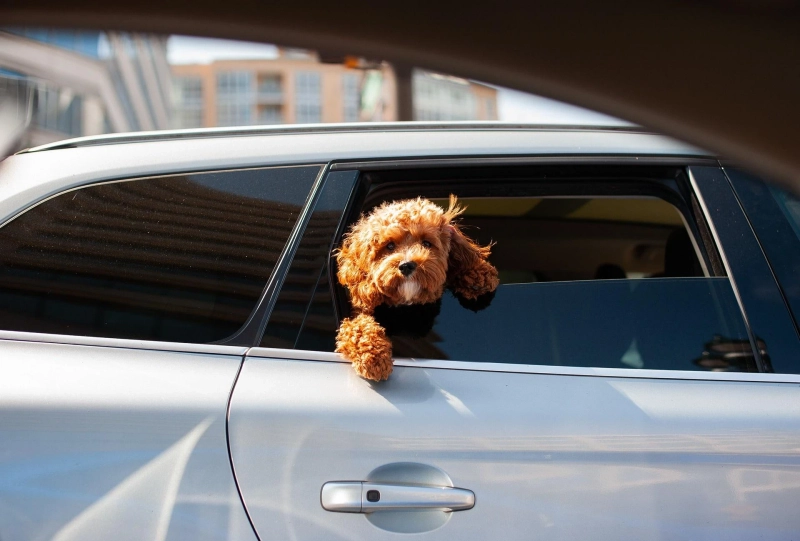 What It Means To Drive A Zero-Emission Car