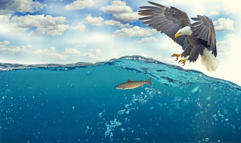 How Can Countries Put A Stop To Illegal Fishing?