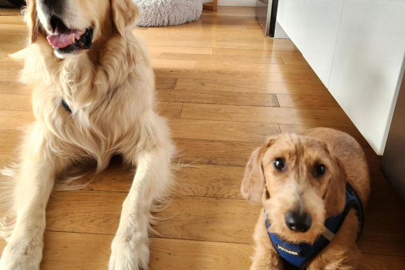 How To Train Rescue Dogs?