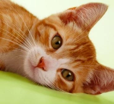 Adverse Food Reactions In Cats