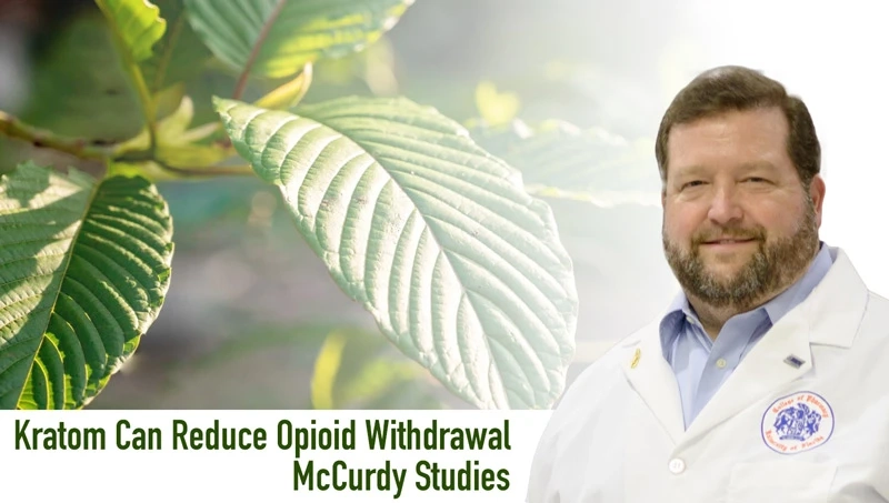 Kratom Can Reduce Opioid Withdrawal - McCurdy Studies