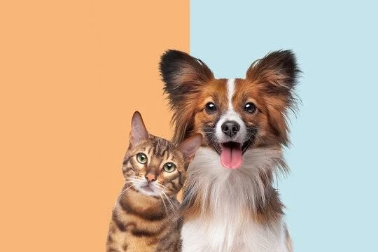 The Best Cat Treats in 2025: Healthy, Tasty, and Vet-Approved Picks