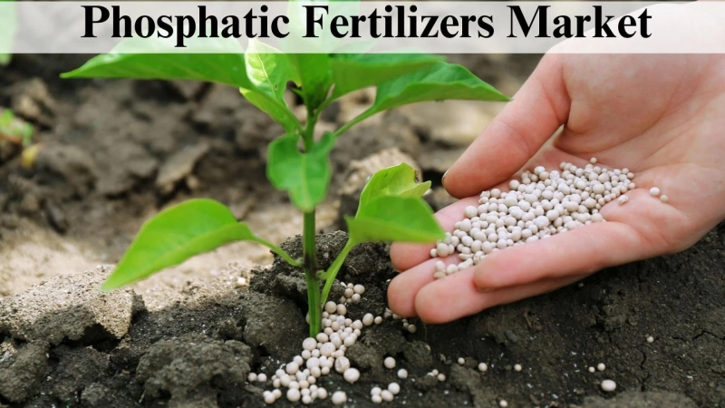 Phosphatic Fertilizers Market Share, Size, Growth and Report Through 2032