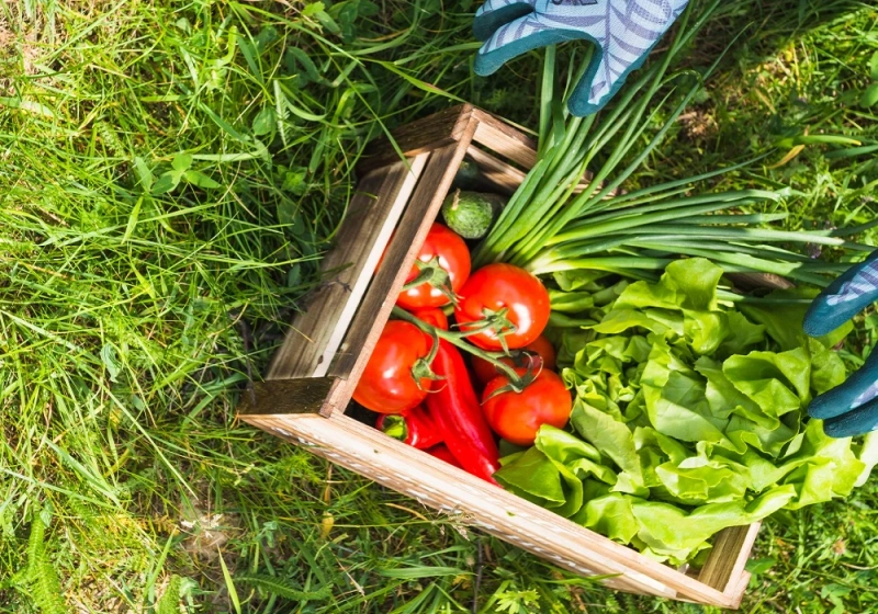 Fast Growing and Easy to Grow Vegetables at Home India