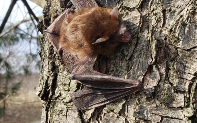 Effective Bat Removal in Houston and Rat Control Strategies