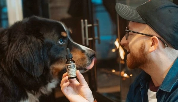 How Does CBD Oil for Dogs Work