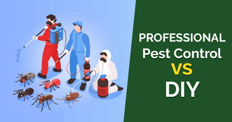 What Makes Professional Pest Control More Effective Than DIY Methods