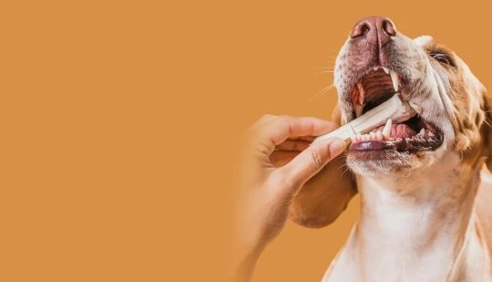 How Dogs Dental Cleaning Can Prevent Serious Health Problems