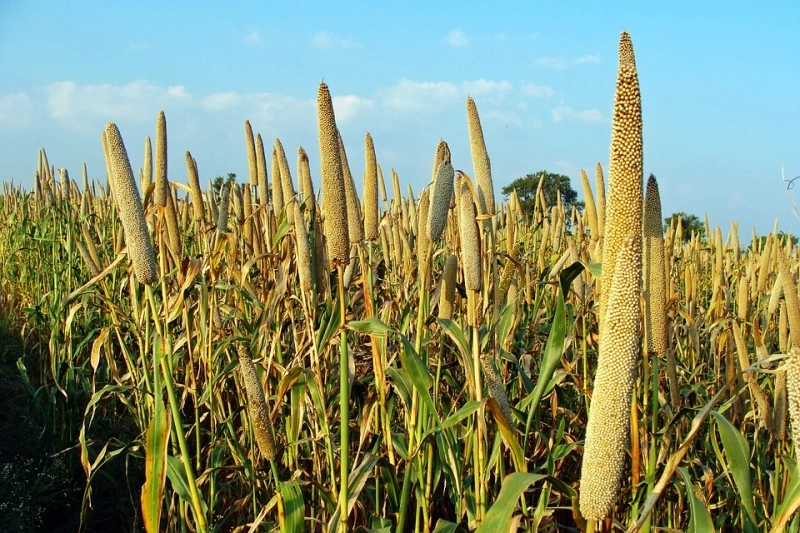 What Is Millet Grain?