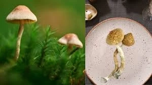 From Forest Floors to Fine Dining: The Versatility of Mushrooms