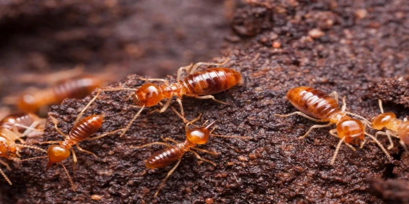 Why Do Termites Keep Coming Back Even After Treatment? The Hidden Truth Behind Long-Lasting Sprays and Ongoing Costs