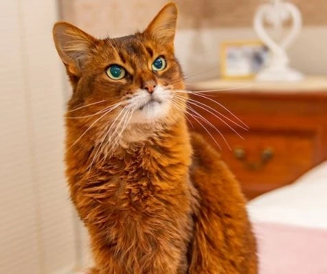 Somali Cats