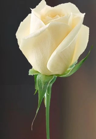 Guide to Arrange a Funeral