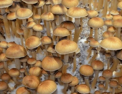 Golden Teacher Spores: Unveiling the Mystique of this Unique Fungi
