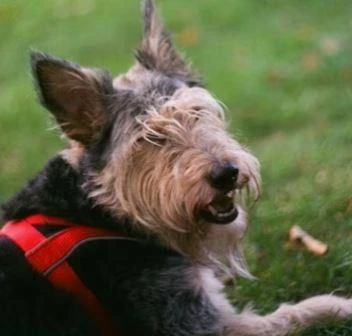 Interesting Information About Lakeland Terriers