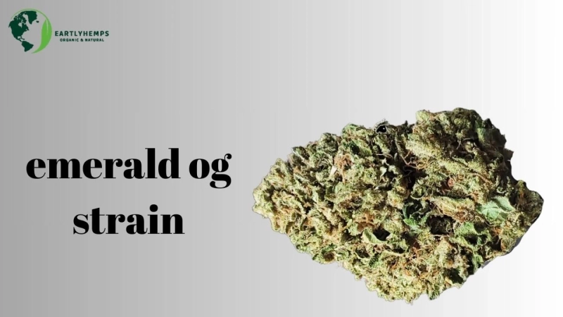 Emerald OG Strain Unveiling the Enigmatic Euphoria