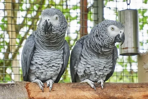 How to Provide Excellent African Grey Parrot Care
