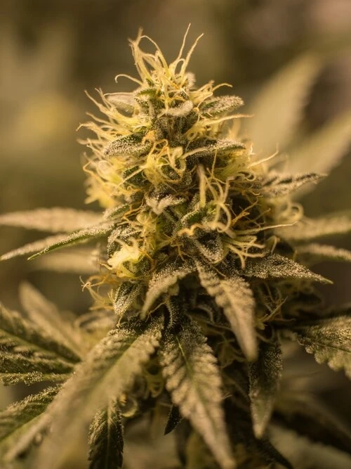 How To Find The Reliable Weed Dispensary?