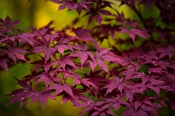 Weeping Maple Tree Pruning: A Comprehensive Guide to Shape and Form